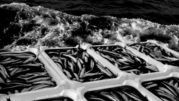 Testa Conserve a story of two centuries at the sea
